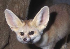 _6000-20_fennecfox.jpg