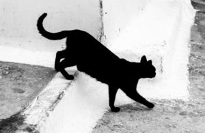 chat noir